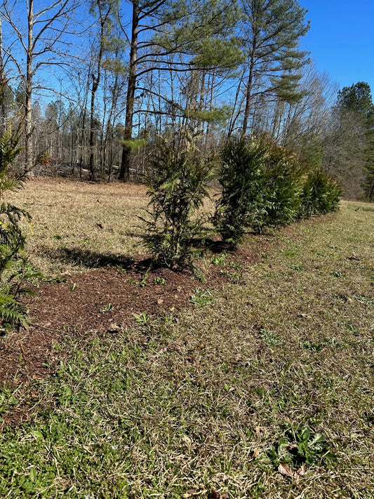 Why Thuja Green Giant is the Ideal Choice for Windbreaks and Noise Barriers