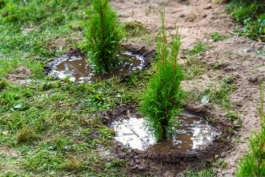 What is the difference between a Thuja and a Green Giant?