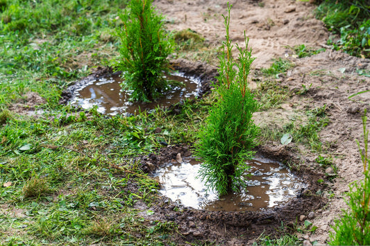How to Plant your Thuja Green Giant