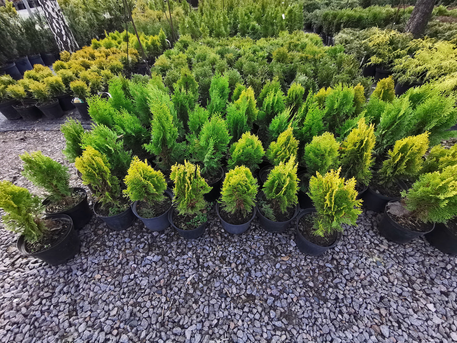 Nursery_Thuja