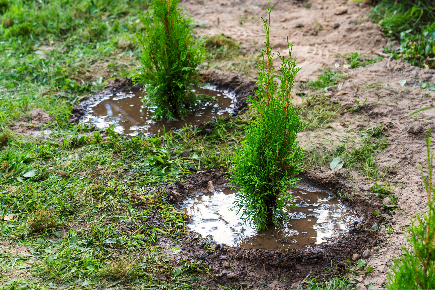 Planting_Green_Giants