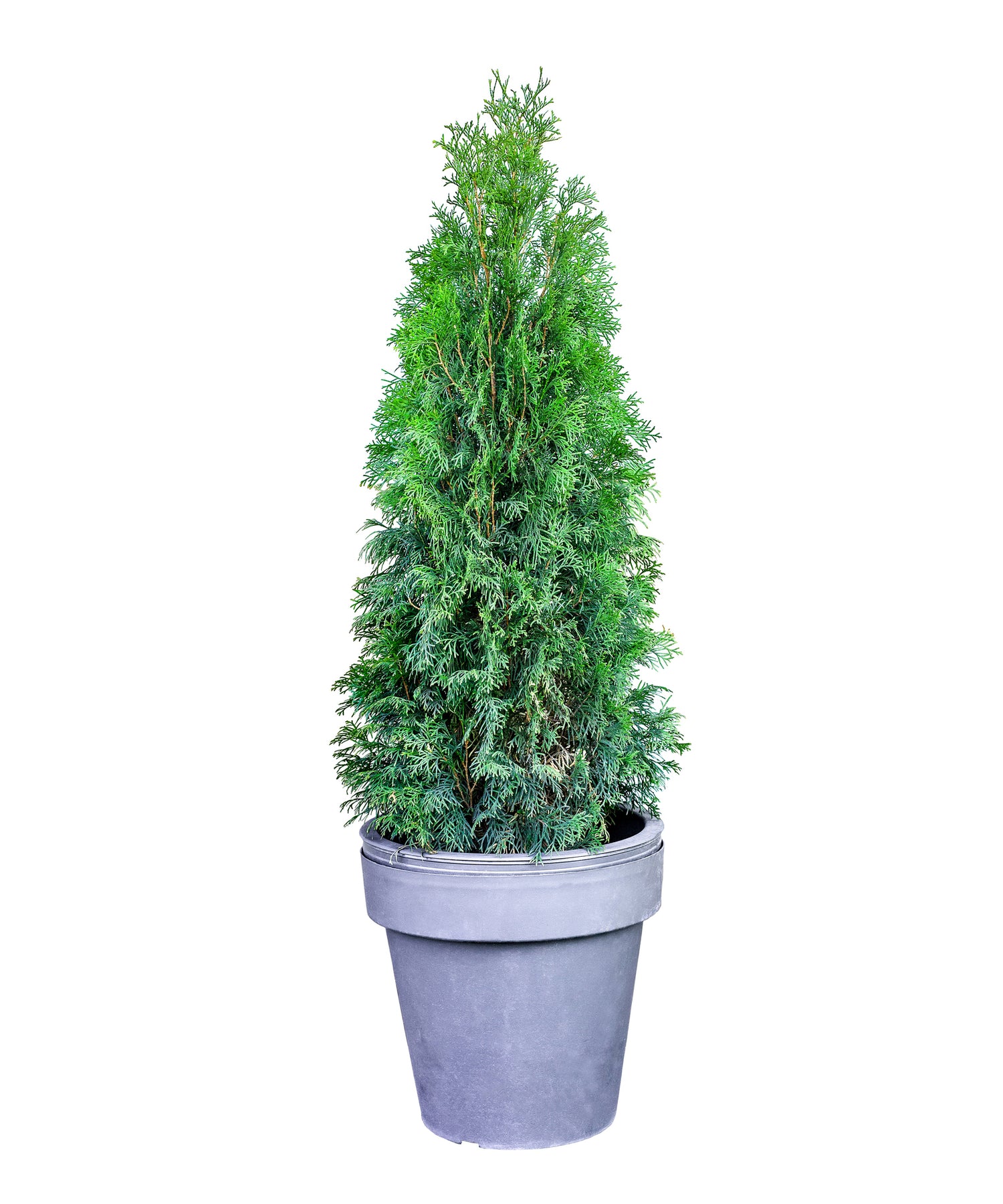 Thuja_Green_Giant_in_Planter