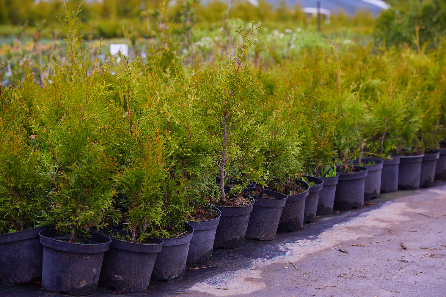 Thuja_Nursery