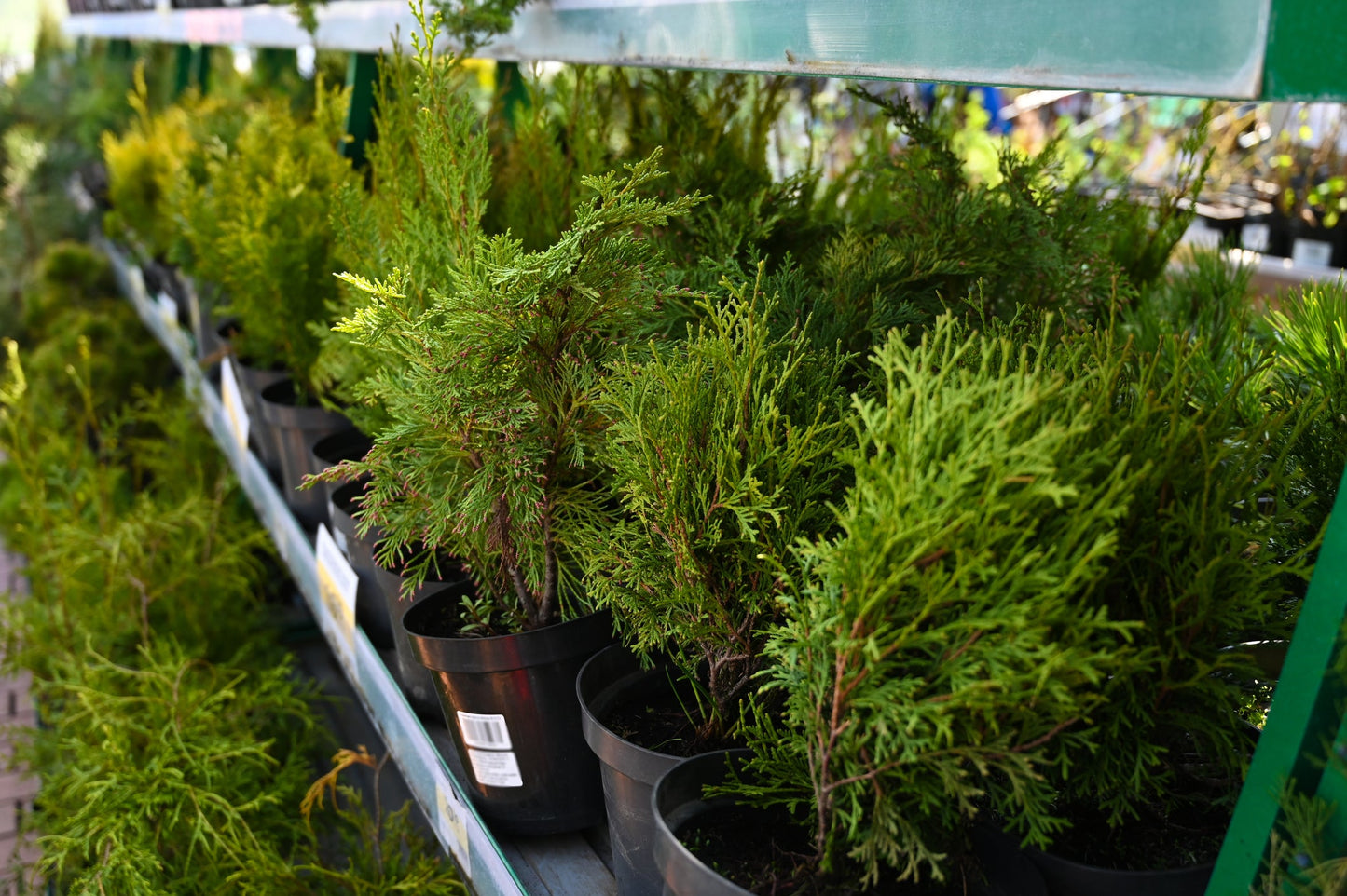 Thuja Green Giants 2-3 ft Bulk