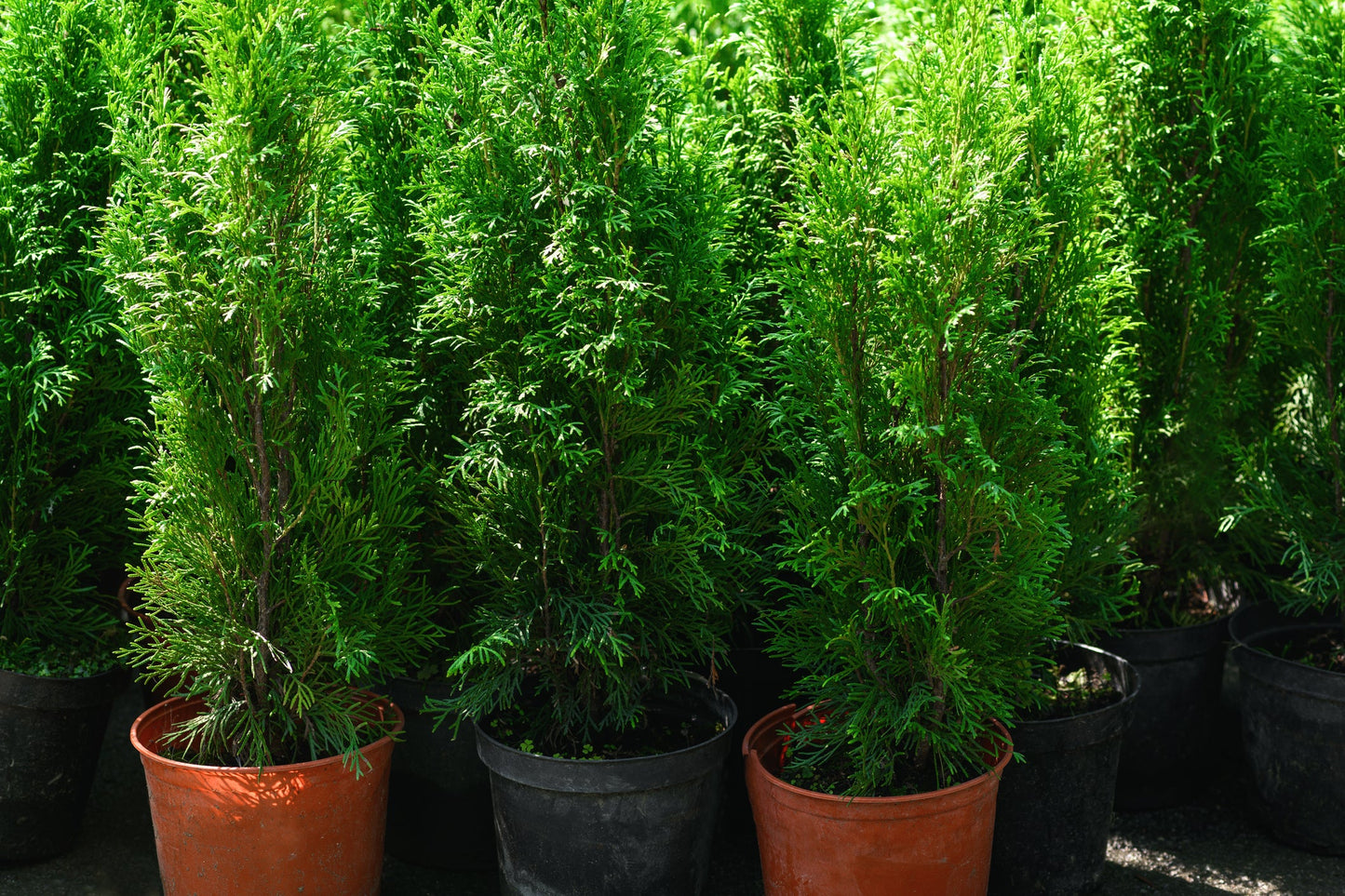 Thuja Green Giants in Pots