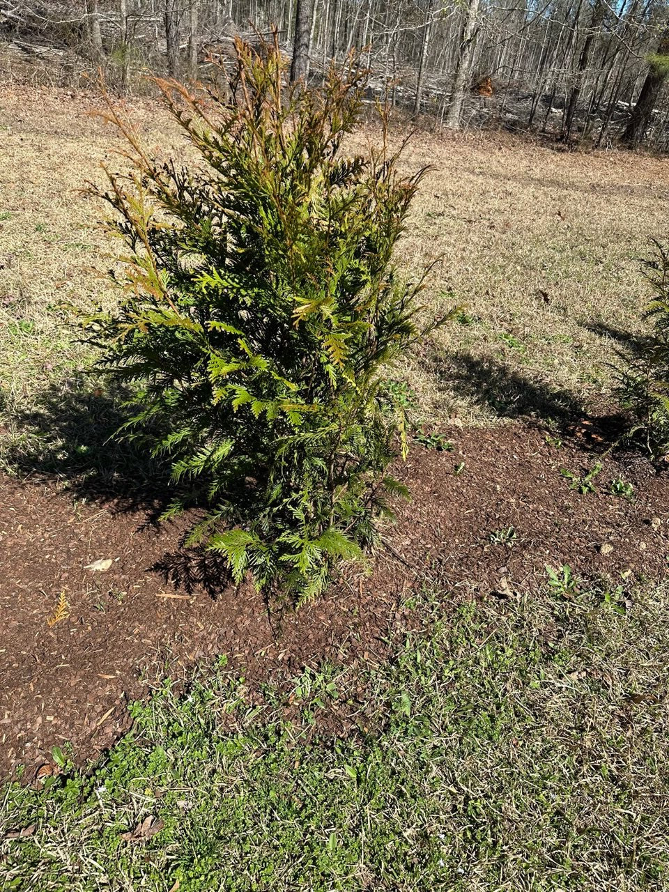 Thuja Green Giant Arborvitae
