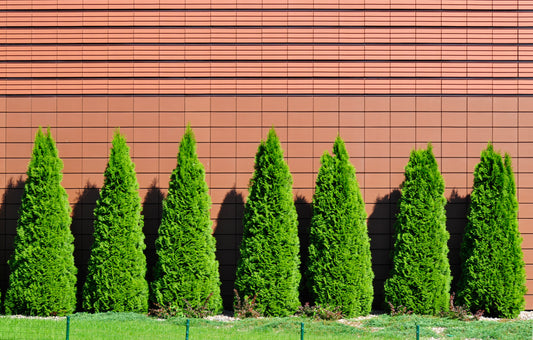 Can Thuja Green Giants be used for a hedge?