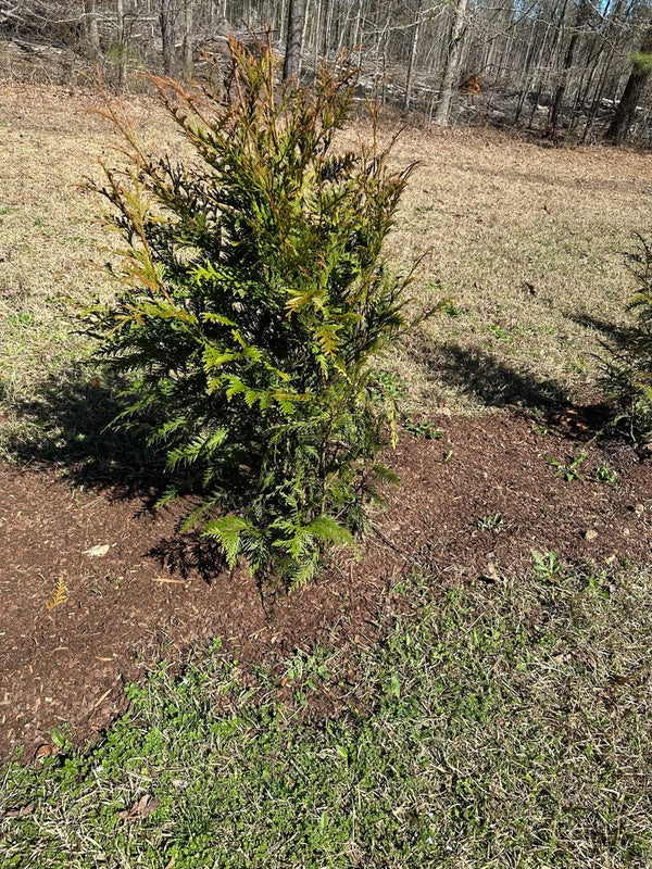 A Comprehensive Guide to Propagating Thuja Green Giants