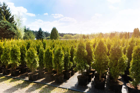 How to Tell the Difference Between Leyland Cypress and Green Giant Arborvitae