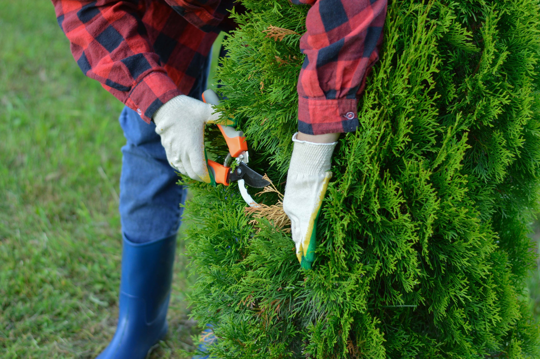 How To Prune And Shape Thuja Green Giants Thuja Supply