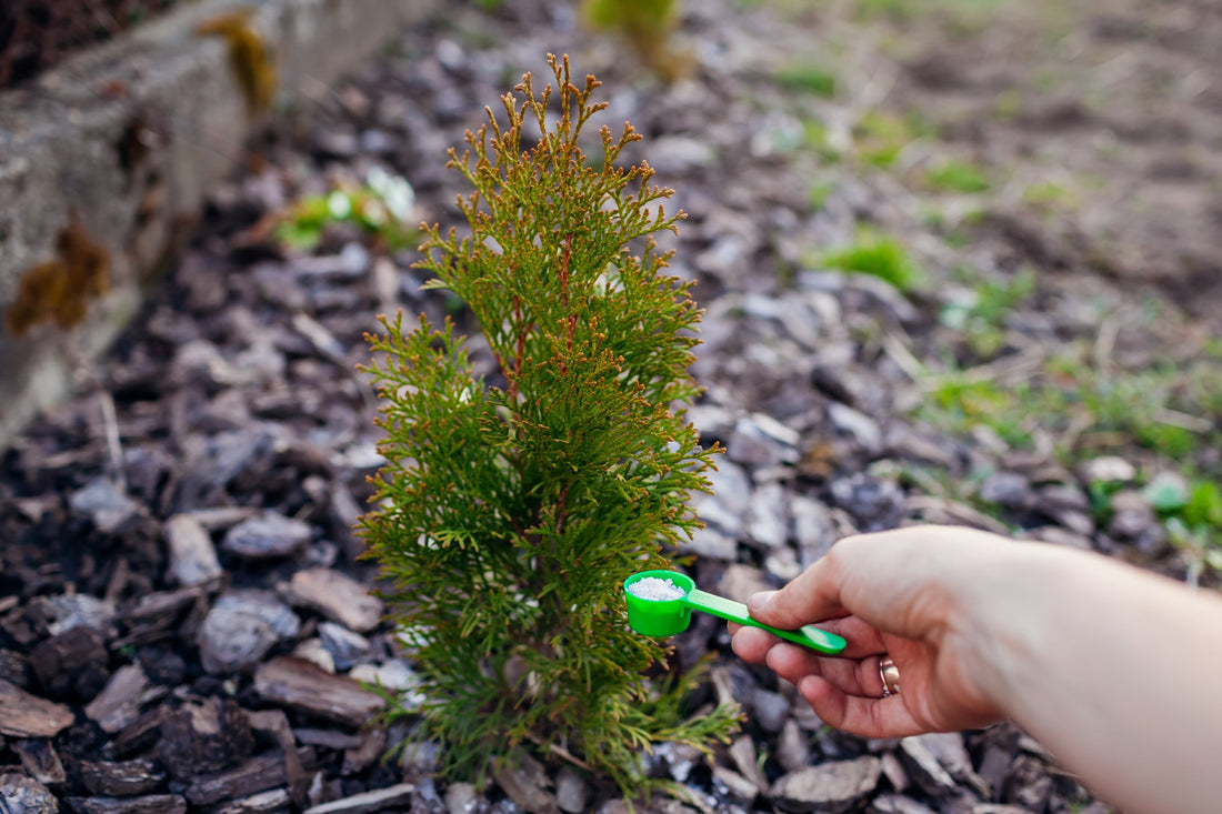 When to Fertilize your Thuja Green Giant