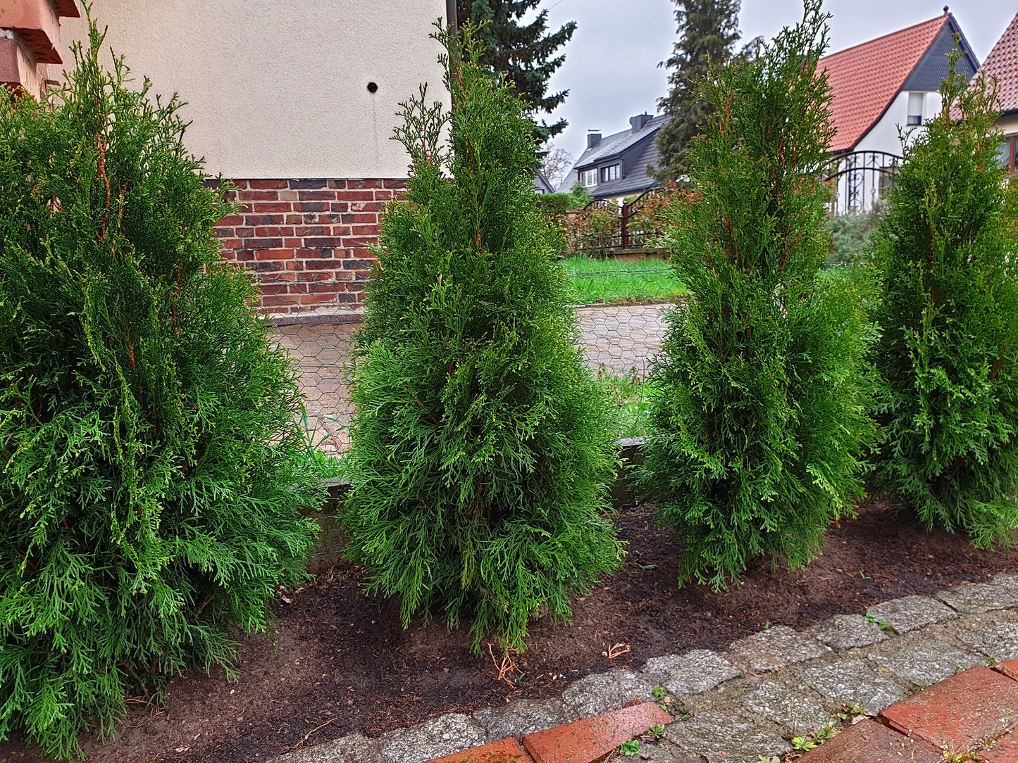 Thuja Emerald Green Arborvitae