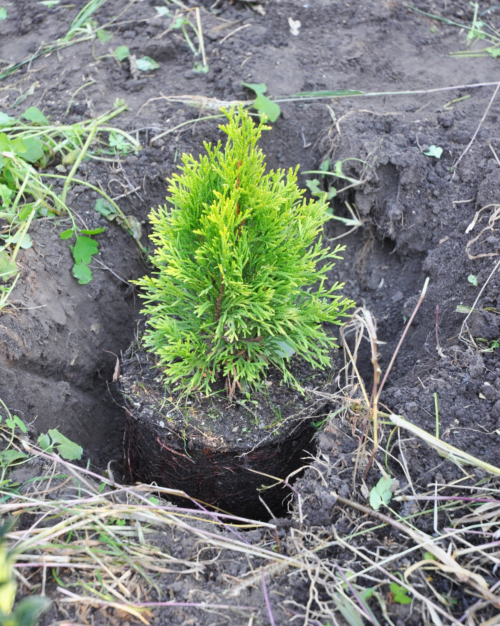 Vdtthuja Green Giant Spacing 82